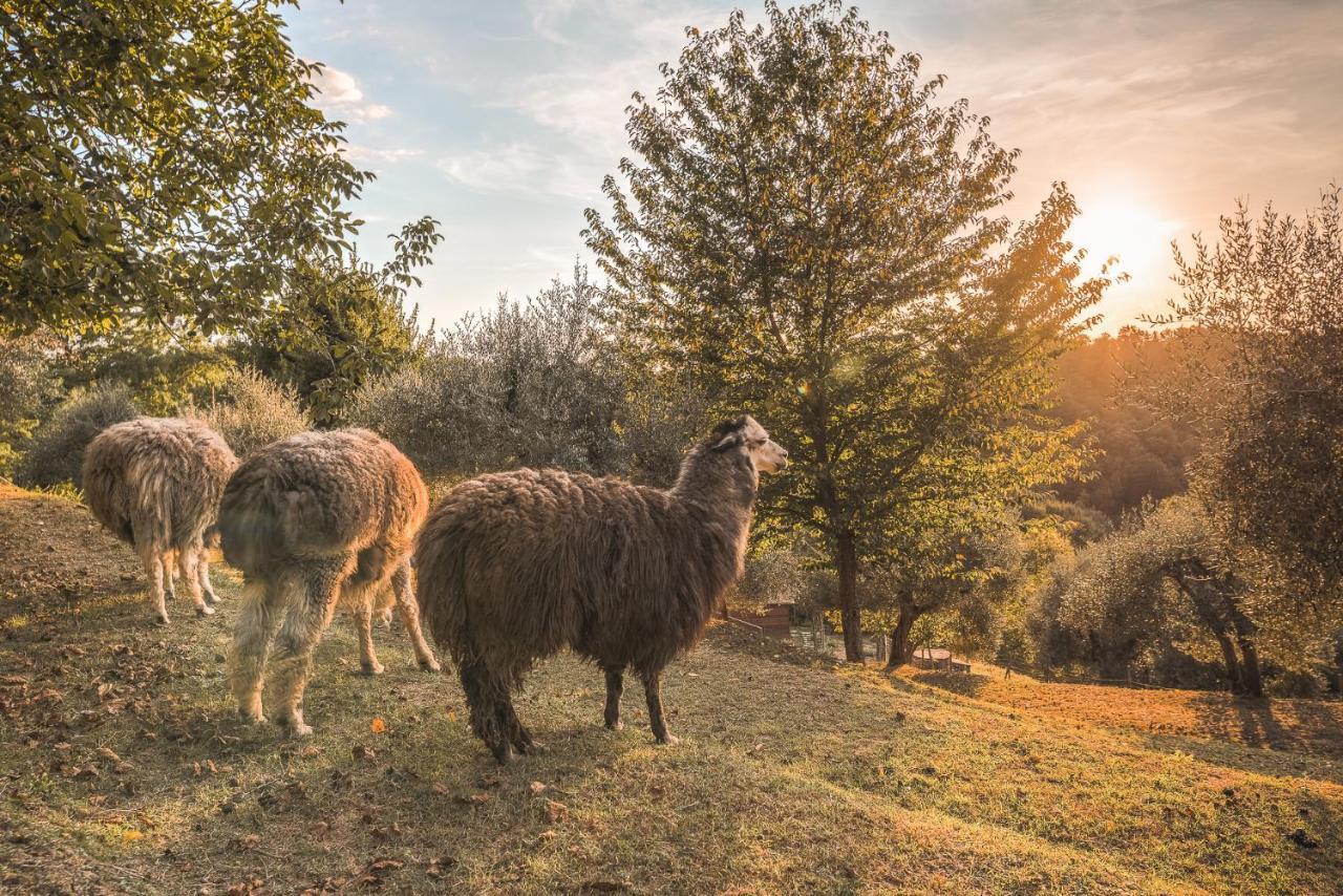 Alpaca Country House Pontedera Exterior foto